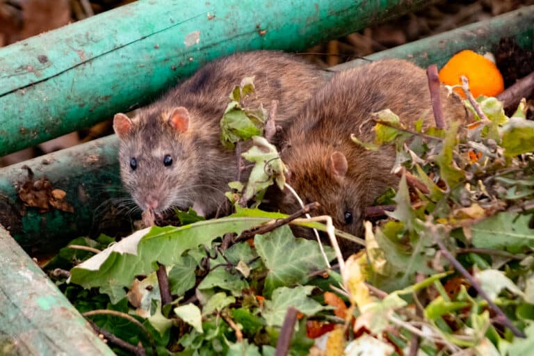 Comment se débarrasser des rats en Provence à Marseille