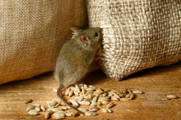 Éradiquer les souris et rongeurs en Provence avec Avipur Provence
