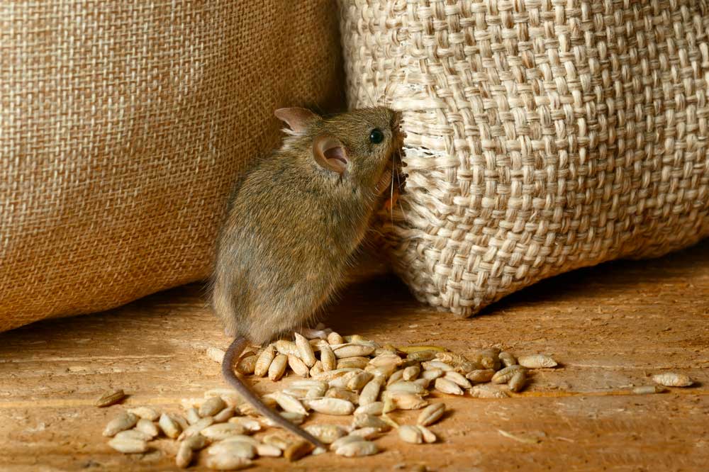 Éradiquer les souris et rongeurs en Provence avec Avipur Provence