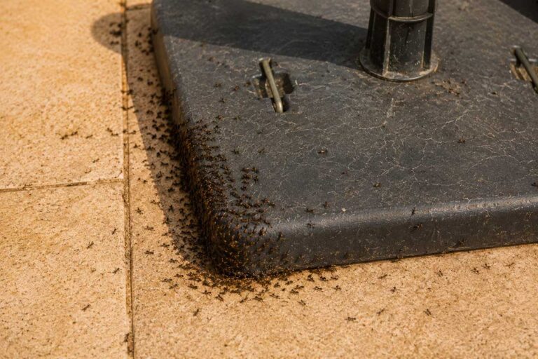 Infestation de fourmis en Provence, COMMENT S'EN DÉBARRASSER ?