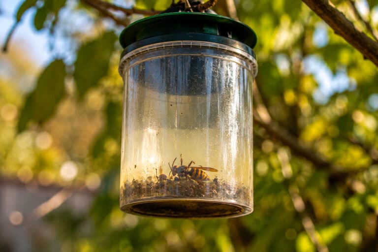 Pièges à Frelon en Provence, sont ils efficaces ?
