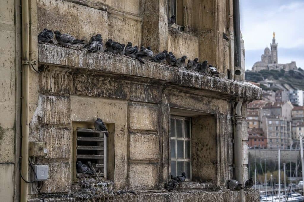 Pigeons urbains perchés sur la corniche d'un immeuble en Provence avec traces de fientes visibles sur la façade