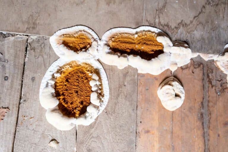 Comment se débarrasser de la mérule ?