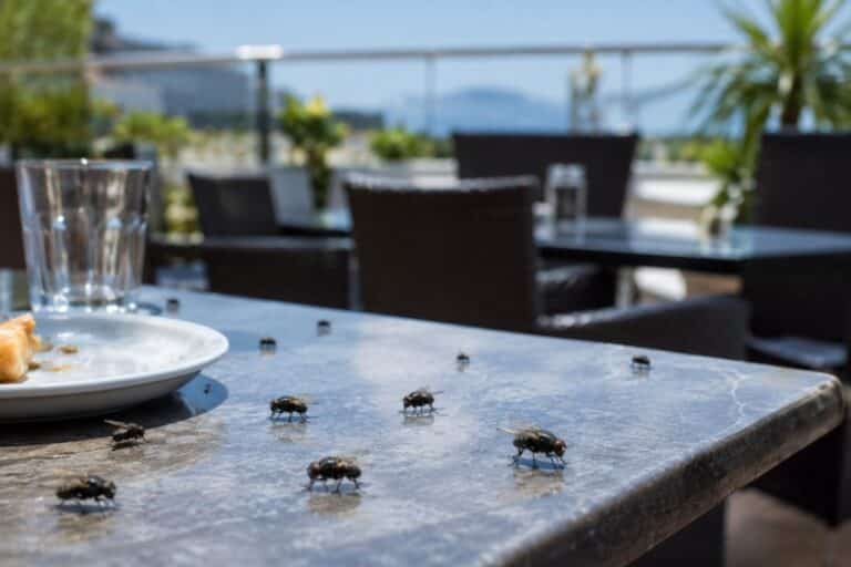 Mouches domestiques posées sur une table de terrasse en plein été dans la région de Marseille