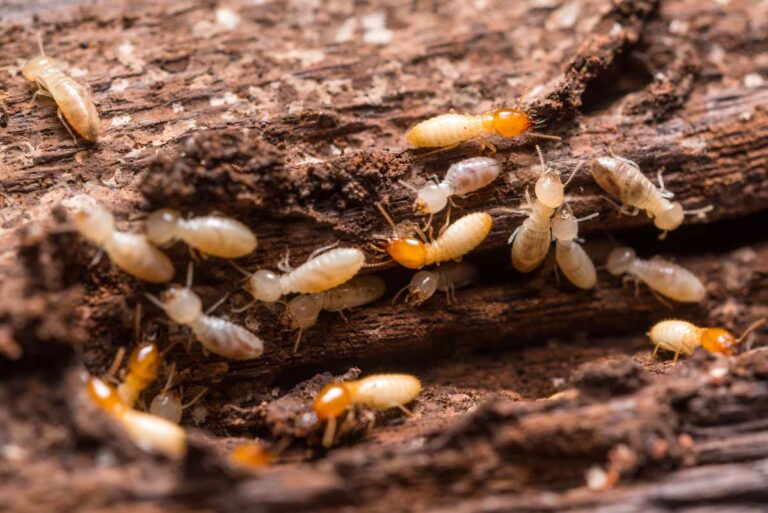 Identifier des termites dans une charpente