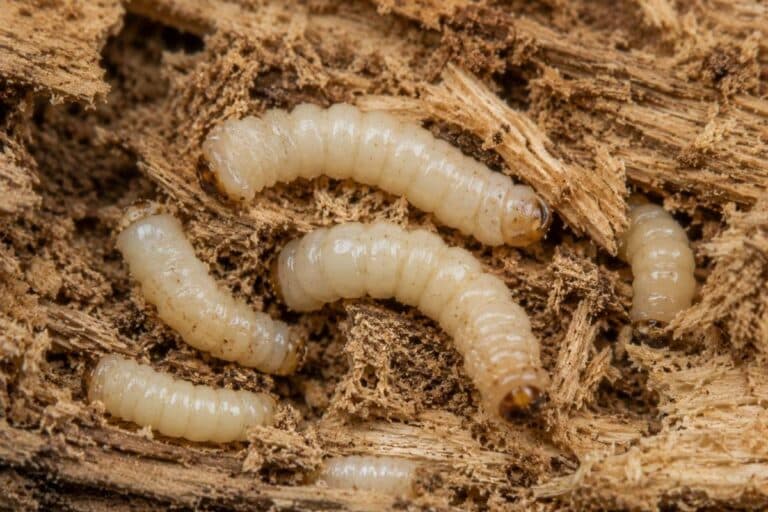 Larves blanches de capricorne des maisons visibles dans une poutre en bois fortement dégradée par une infestation de vers dans le bois en Provence