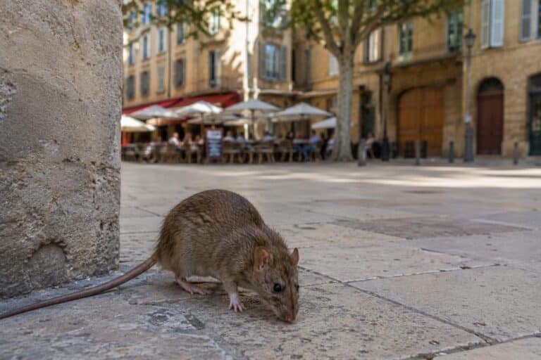Rat brun observé sur une rue du centre-ville d’Aix-en-Provence, à proximité d’une bouche d’égout et de commerces.