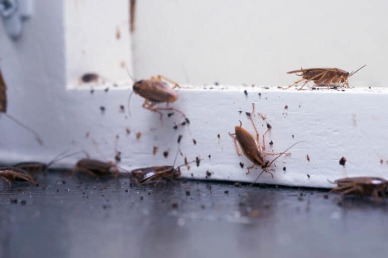 Comment éradiquer-Blattes-et-Cafards par AVIPUR Provence