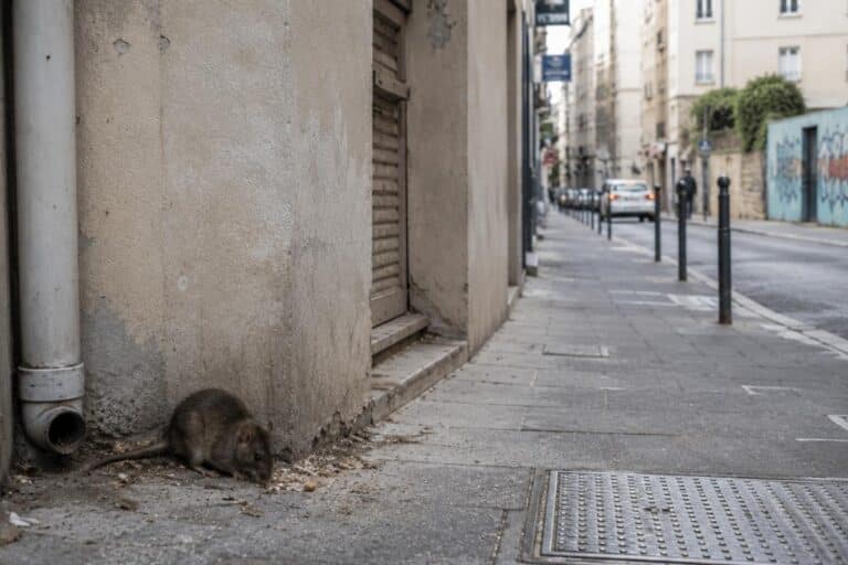 Rat dans un environnement urbain en Provence illustrant les risques liés aux rongeurs et aux contaminations sanitaires